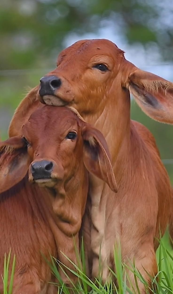 Gaushala Cow